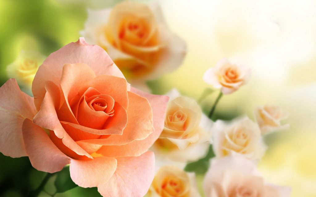 Tranhto24h: Tải ảnh hoa hồng đẹp về điện thoại miên phí đẹp nhất thế giới, 1024x640px