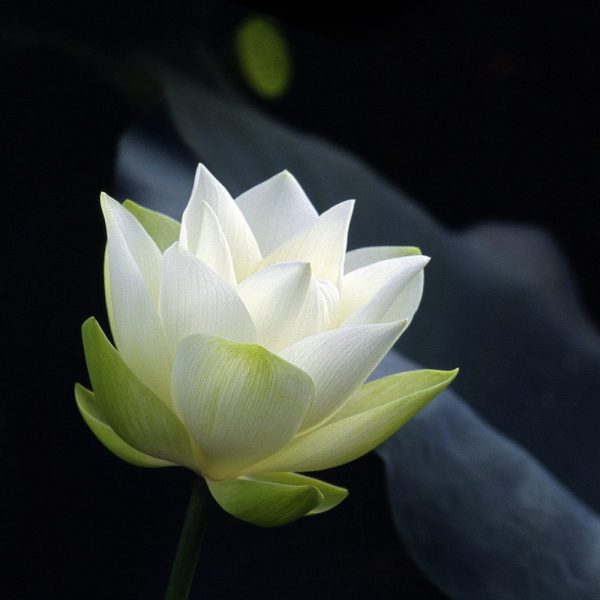 Tranhto24h: Hình avatar tang lễ hoa trắng, 600x600px