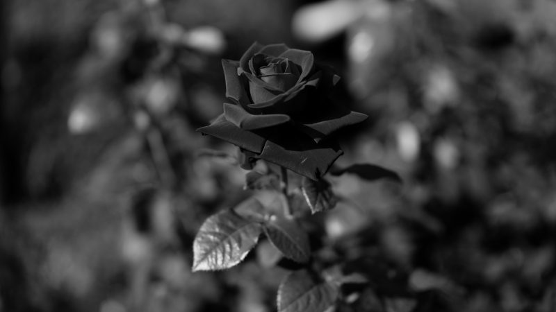 Tranhto24h: Tổng hợp hình ảnh hoa hồng đen đẹp nhất, 800x450px