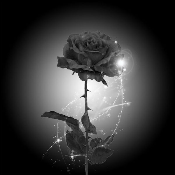 Tranhto24h: Ảnh avatar tang lễ hoa hồng đen, 600x600px
