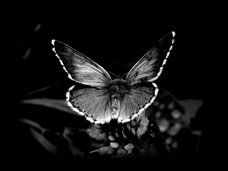 Tranhto24h: Hình avatar tang lễ bươm bướm, 800x600px