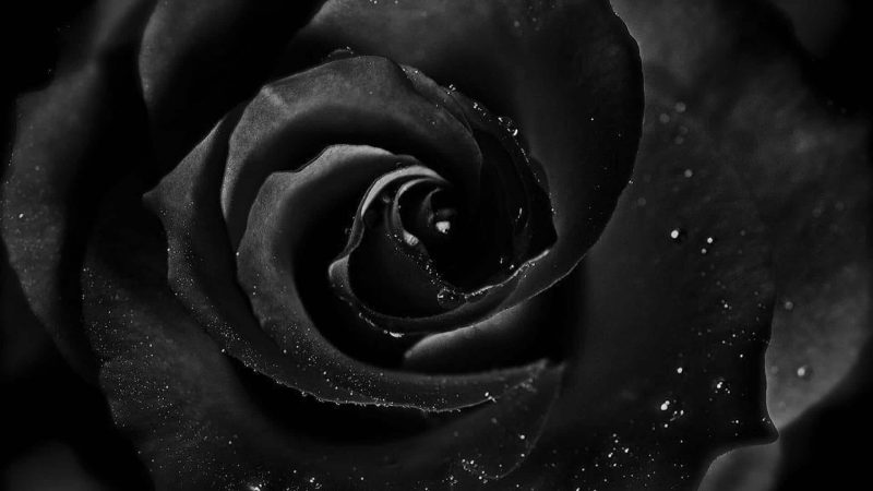Tranhto24h: Ảnh avatar tang lễ bông hoa đen, 800x450px