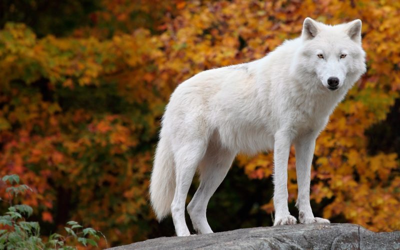 Tranhto24h: Hình nền sói màu trắng, 800x500px