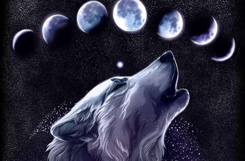 Tranhto24h: Hình nền sói và ánh trăng, 800x527px