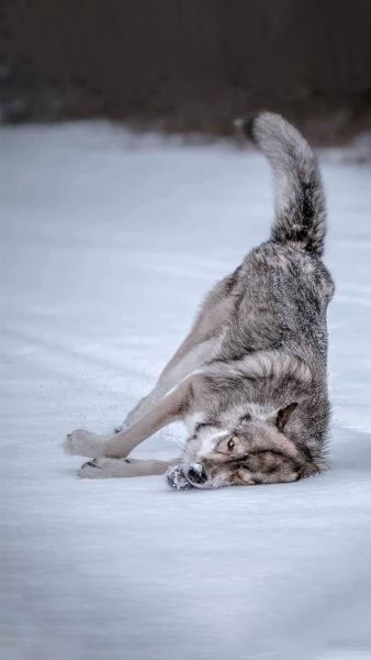 Tranhto24h: Hình nền sói cô đơn đang đùa với tuyết, 338x600px