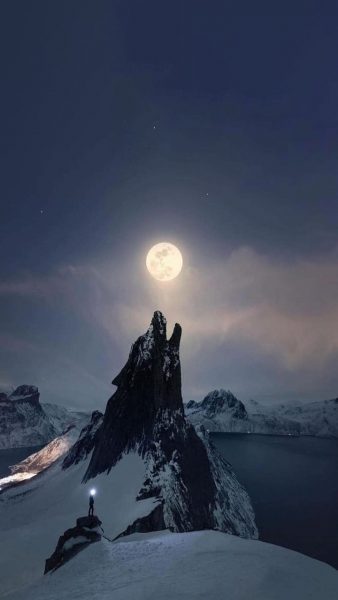 Tranhto24h: Hình nền sói mỏm đá dưới trăng, 338x600px