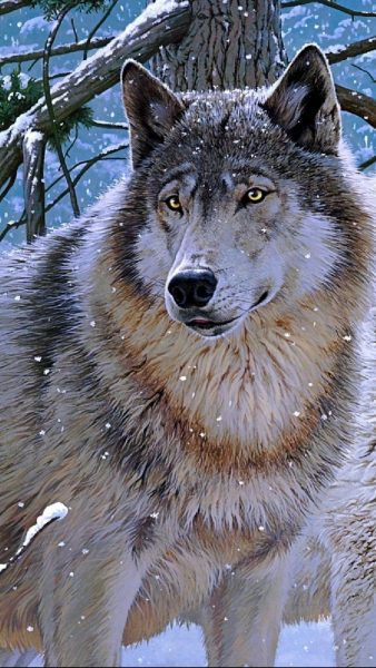 Tranhto24h: Hình nền chó sói tuyết đẹp cho điện thoại, 338x600px