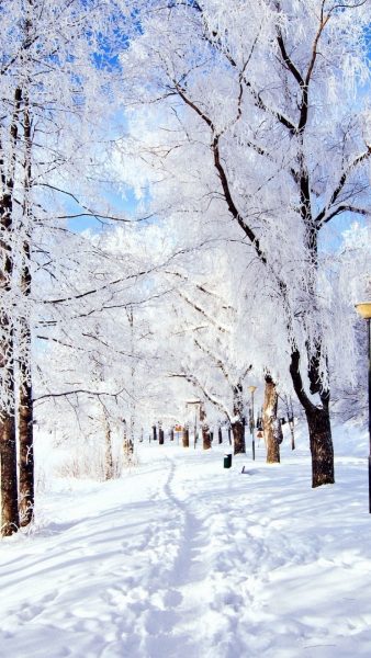 Tranhto24h: Hình nền mùa đông hoa trắng và tuyết, 338x600px