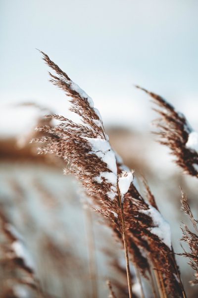 Tranhto24h: Hình nền mùa đông tuyết trên cỏ lau, 400x600px