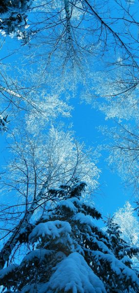 Tranhto24h: ảnh nền mùa đông full HD, 285x600px