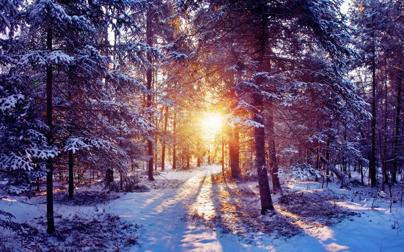 Tranhto24h: Hình nền mùa đông buổi hoàng hôn trong rừng, 800x500px