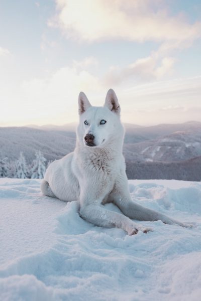 Tranhto24h: Hình nền mùa đông chó lông trắng tuyết, 400x600px