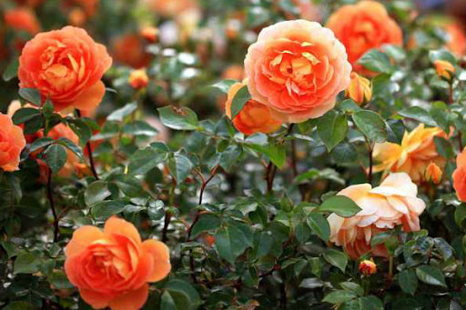 Tranhto24h: Hoa hồng tỉ muội, 512x341px