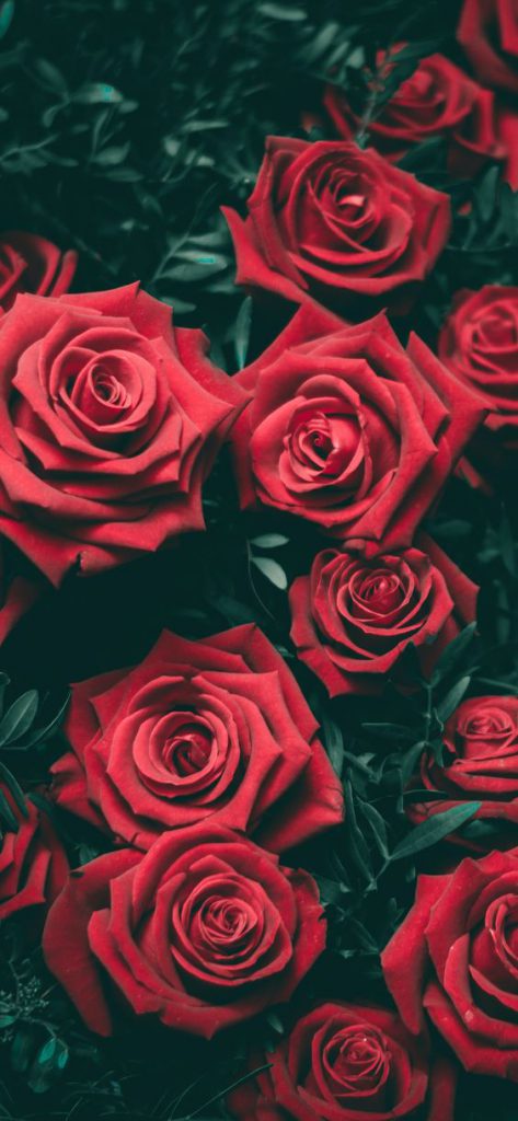 Tranhto24h: Hình nền hoa hồng đỏ đẹp, 473x1024px