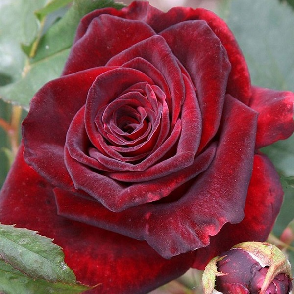 Tranhto24h: Hoa hồng nhung, 600x600px