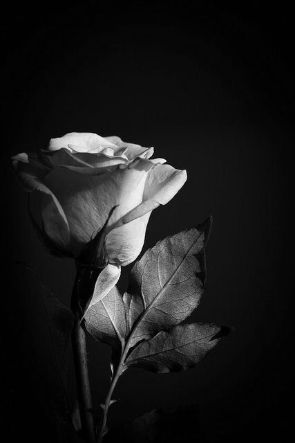 Tranhto24h: Hình nền hoa hồng trắng, 427x640px