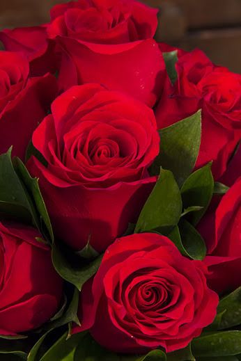 Tranhto24h: Hình nền hoa hồng đỏ đẹp, 346x519px