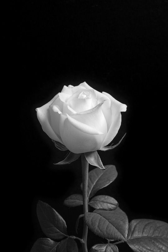 Tranhto24h: Hình nền hoa hồng trắng, 540x808px