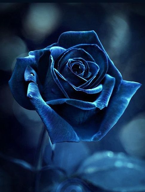Tranhto24h: Hình nền hoa hồng xanh 3D đẹp, 486x643px