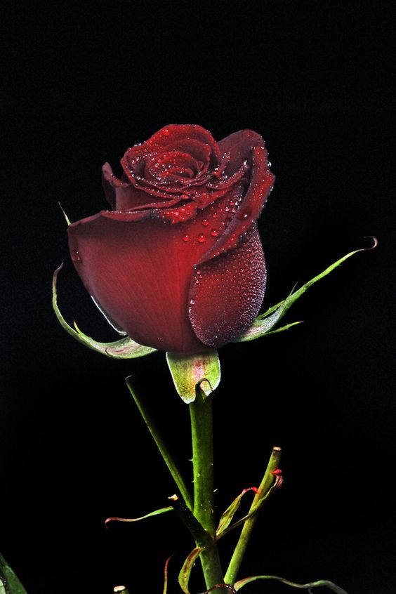 Tranhto24h: Hình nền hoa hồng đỏ đẹp, 564x846px