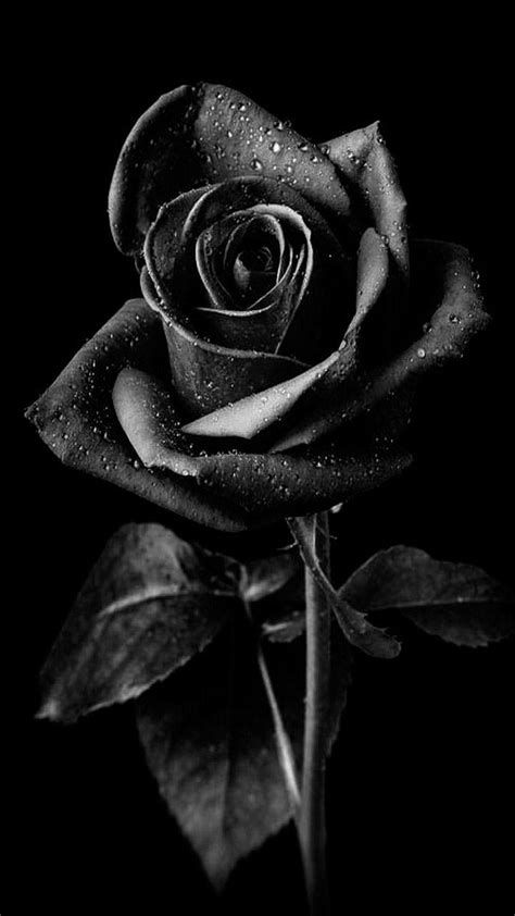 Tranhto24h: Hình nền hoa hồng đen, 474x842px