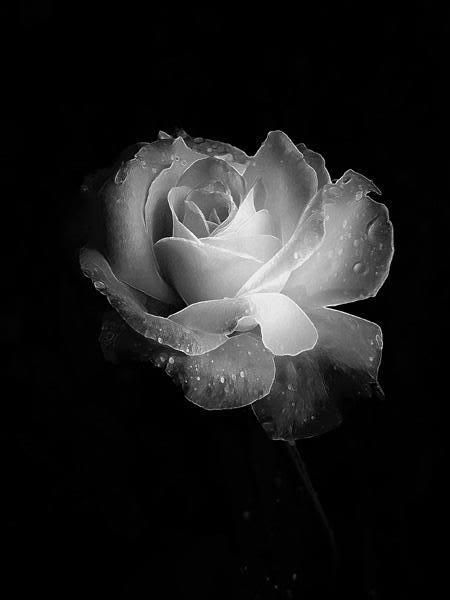 Tranhto24h: Hình nền hoa hồng trắng, 450x600px