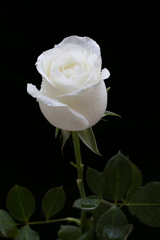 Tranhto24h: Hình nền hoa hồng trắng, 534x800px