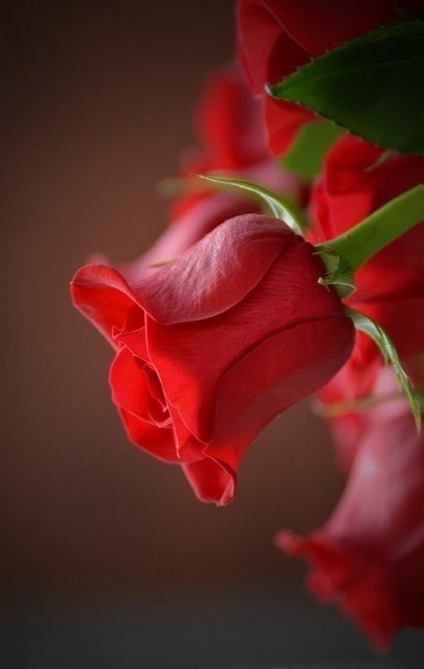 Tranhto24h: Hình nền hoa hồng đỏ, 424x669px