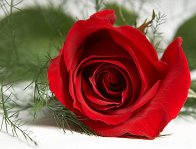 Tranhto24h: Hoa hồng đậm, 400x304px