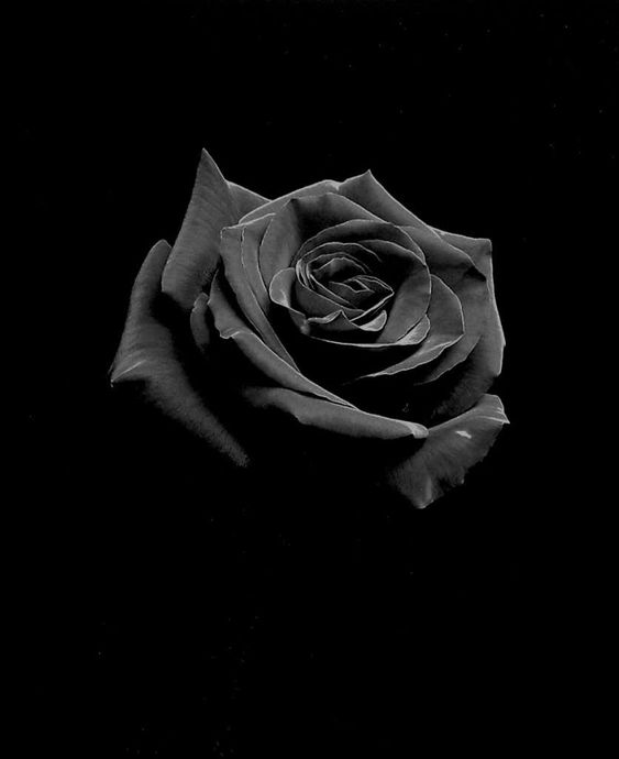 Tranhto24h: Hình nền hoa hồng đen, 563x690px