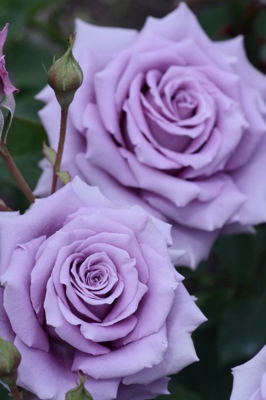 Tranhto24h: Hình nền hoa hồng tím độc lạ, 533x800px
