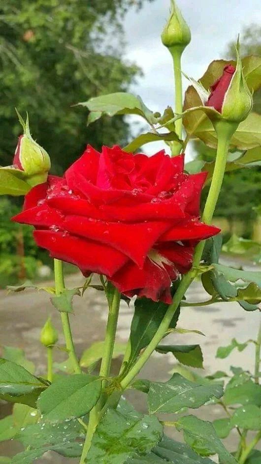 Tranhto24h: Hình nền hoa hồng đỏ đẹp, 530x942px