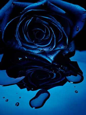 Tranhto24h: Hình nền hoa hồng xanh, 338x450px