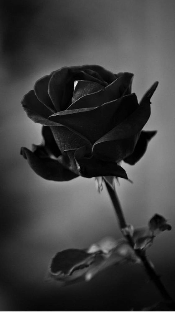 Tranhto24h: Hình nền hoa hồng đen, 564x1002px