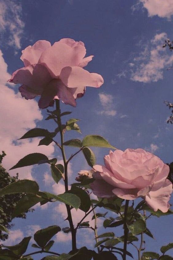 Tranhto24h: Hình nền hoa hồng đẹp vào buổi chiều, 564x849px