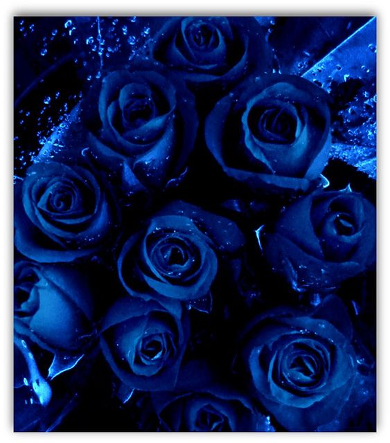 Tranhto24h: Hình nền hoa hồng xanh đẹp, 563x640px