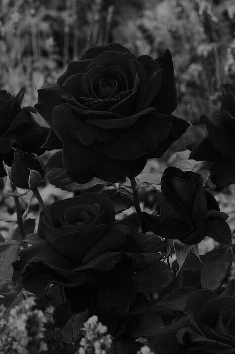 Tranhto24h: Hình nền hoa hồng đen đẹp, 465x699px