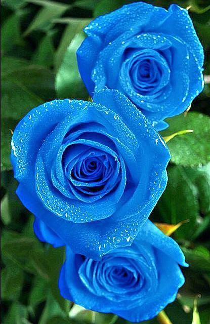 Tranhto24h: Hoa hồng xanh, 415x640px