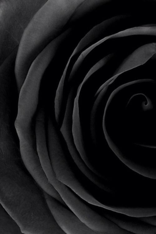 Tranhto24h: Hình nền hoa hồng đen, 500x750px