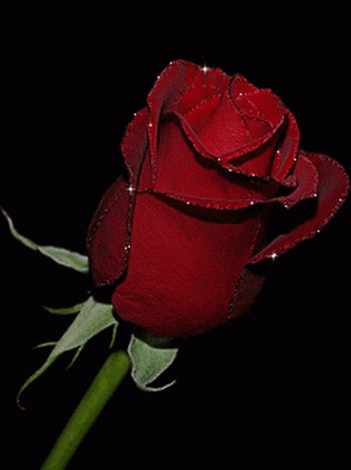 Tranhto24h: Hình nền động hoa hồng đỏ đẹp, 351x470px