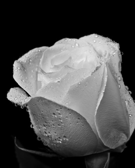 Tranhto24h: Hình nền hoa hồng trắng, 564x704px