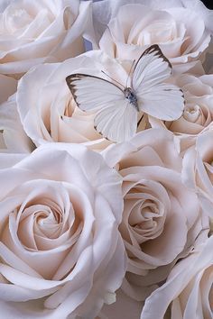 Tranhto24h: Hình nền hoa hồng trắng đẹp, 236x354px