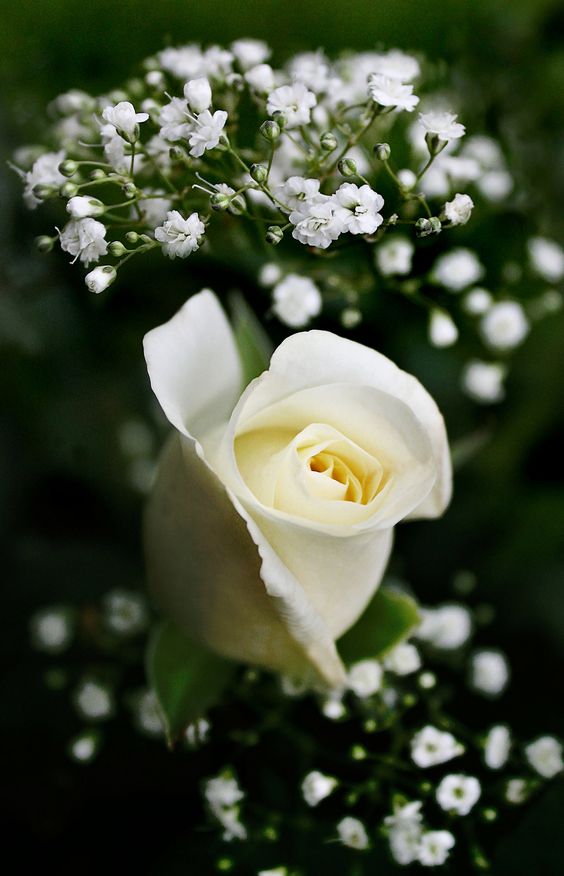 Tranhto24h: Hoa hồng trắng, 564x876px