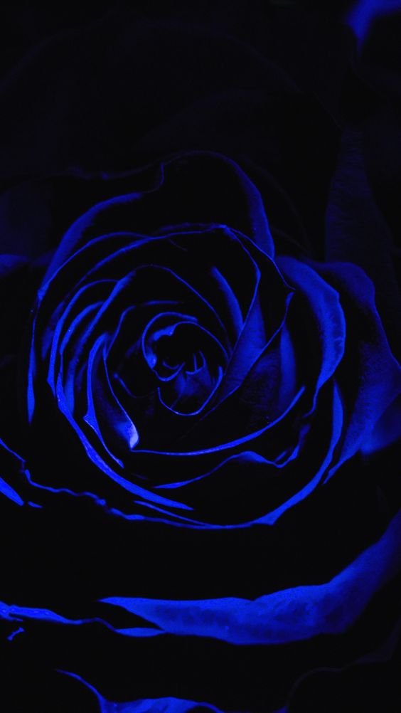 Tranhto24h: Hình nền hoa hồng xanh đẹp, 564x1002px