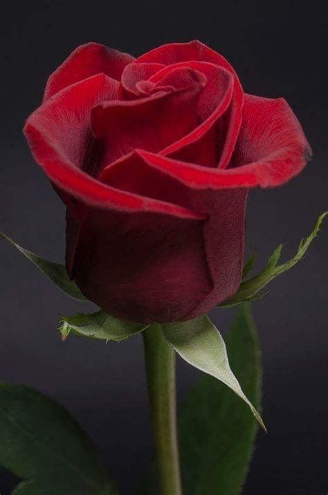 Tranhto24h: Hình nền hoa hồng đỏ đẹp, 474x716px