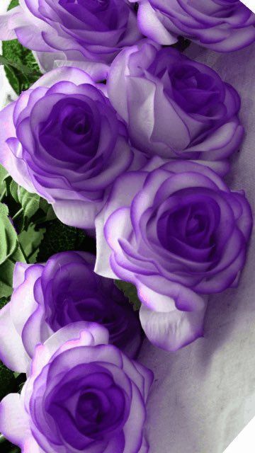 Tranhto24h: Hình nền hoa hồng tím đẹp, 360x640px