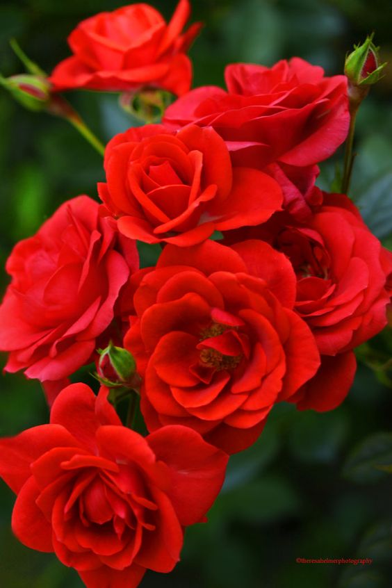Tranhto24h: Hình nền hoa hồng đỏ tươi đẹp, 564x846px