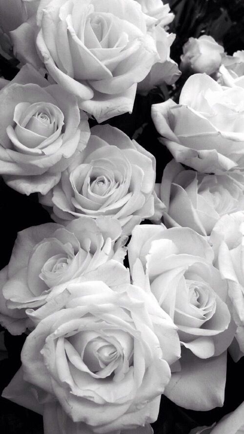 Tranhto24h: Hình nền hoa hồng trắng, 500x888px
