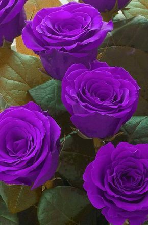 Tranhto24h: Hình nền hoa hồng tím đẹp, 290x439px