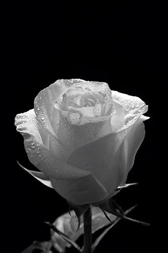 Tranhto24h: Hình nền hoa hồng trắng, 333x500px